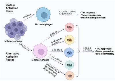 Natural plant-derived polysaccharides targeting macrophage polarization: a promising strategy for cancer immunotherapy